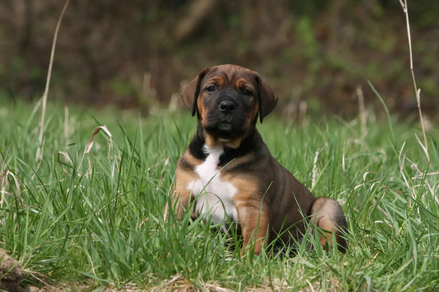 Comprar um cachorro Tosa significa assumir a responsabilidade! Comprar cachorros Tosa.