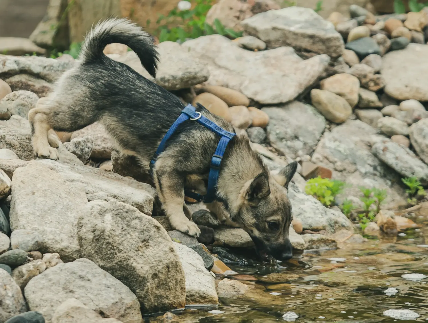 Comprar um cachorro Västgötaspets significa assumir a responsabilidade! Comprar cachorros Västgötaspets.