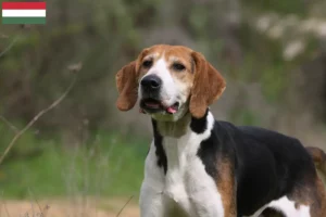Read more about the article Anglo-Français de Petite Vénerie criadores e cachorros na Hungria