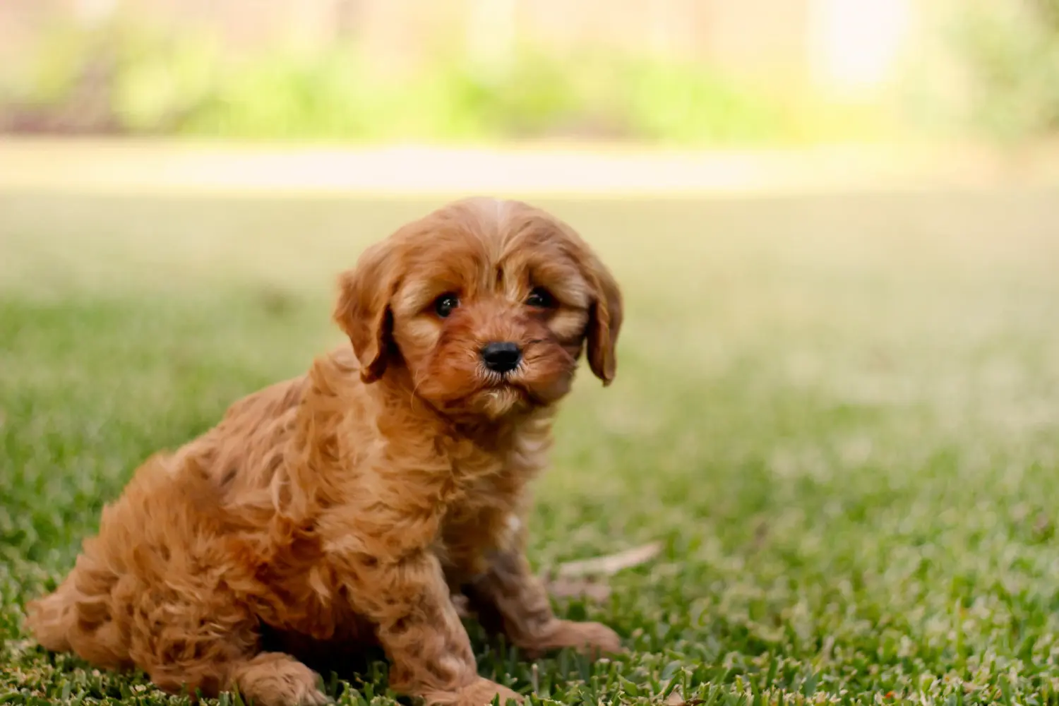 Comprar um cachorro Cavoodle significa assumir responsabilidades! Comprar cachorros Cavoodle.