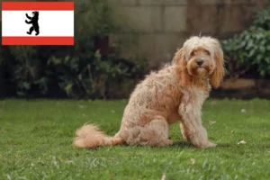 Read more about the article Criadores de Cavoodle e cachorros em Berlim