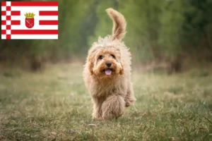 Read more about the article Criadores de Cavoodle e cachorros em Bremen