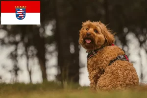 Read more about the article Criadores de Cavoodle e cachorros em Hessen