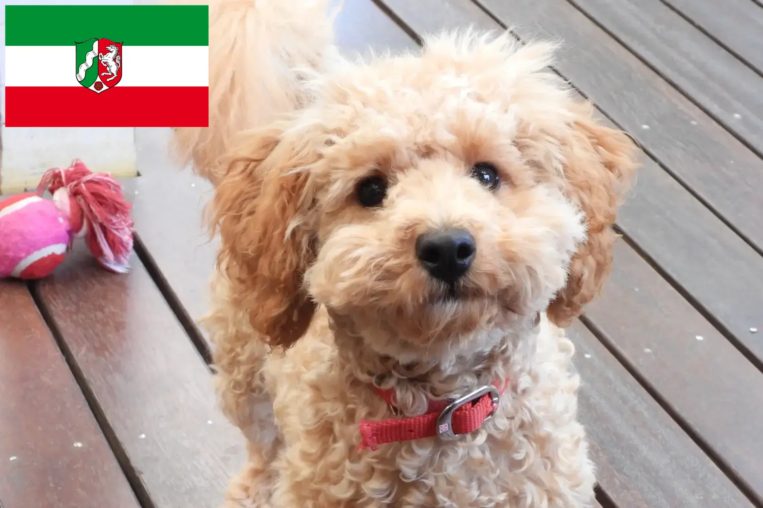 Cavoodle cachorros e criadores Renânia do Norte-Vestefália Aqui pode encontrar criadores de Cavoodles em Renânia do Norte-Vestefália.