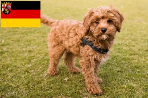 Read more about the article Criadores de Cavoodle e cachorros em Renânia-Palatinado