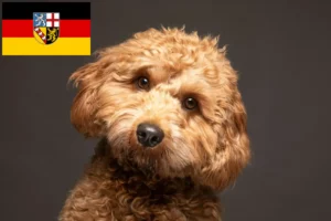 Read more about the article Criadores de Cavoodle e cachorros em Saarland