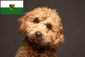 Read more about the article Criadores de Cavoodle e cachorros em Saxónia