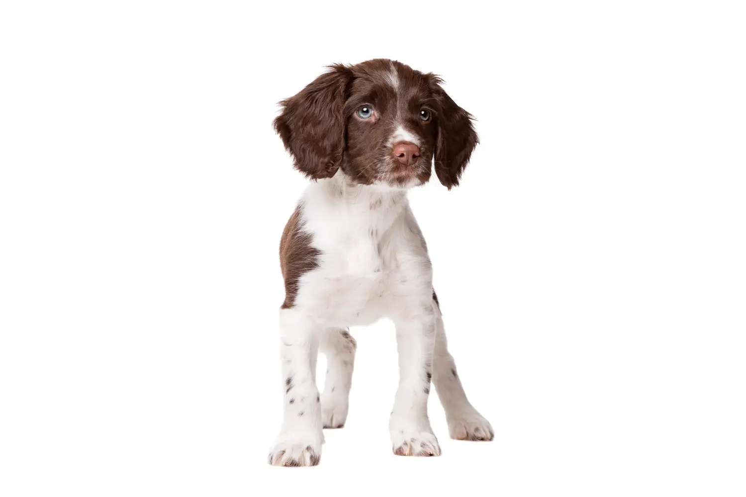 Comprar um cachorro Drentse Patrijshond significa assumir a responsabilidade! Comprar cachorros Drentse Patrijshond.