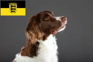 Read more about the article Drentse Patrijshond criadores e cachorros em Baden-Württemberg