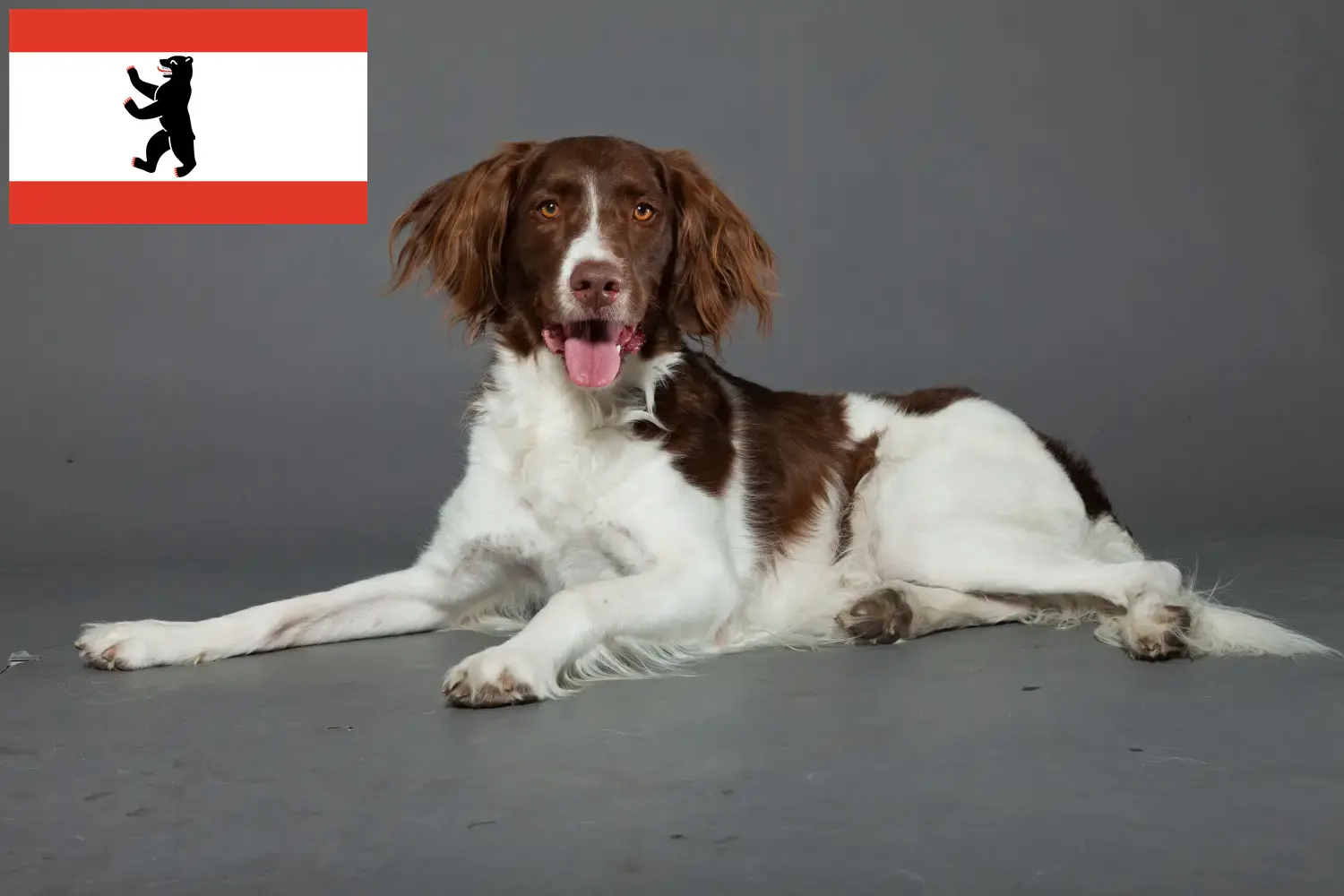 Drentse Patrijshond cachorros e criadores Berlim Aqui pode encontrar criadores de Drentse Patrijshonds em Berlim.
