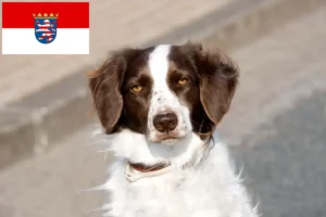 Read more about the article Drentse Patrijshond criadores e cachorros em Hessen