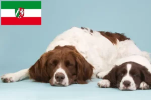 Read more about the article Criadores de Drentse Patrijshond e cachorros na Renânia do Norte-Vestefália