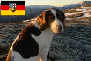 Read more about the article Drentse Patrijshond criadores e cachorros no Sarre