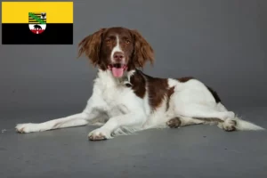 Read more about the article Criadores de Drentse Patrijshond e cachorros na Saxónia-Anhalt