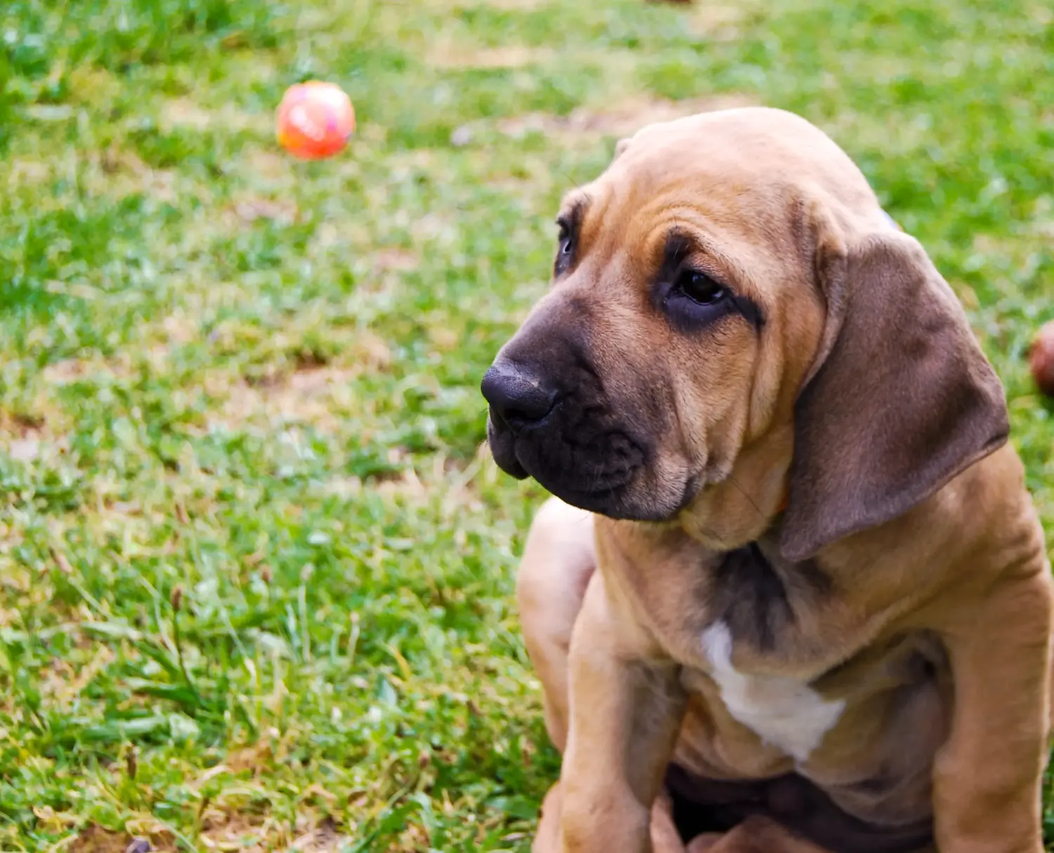 Comprar um filhote de Fila Brasileiro significa assumir responsabilidades! Comprar cachorros Fila Brasileiro.