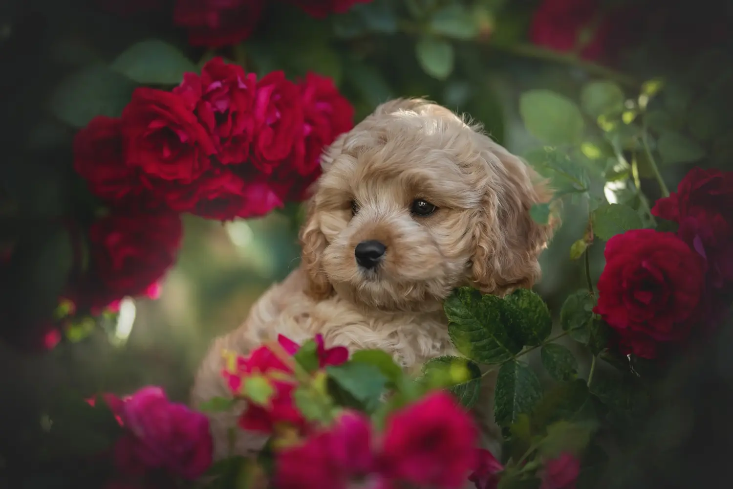 Comprar um cachorro Cavoodle significa assumir responsabilidades! Comprar cachorros Cavoodle.