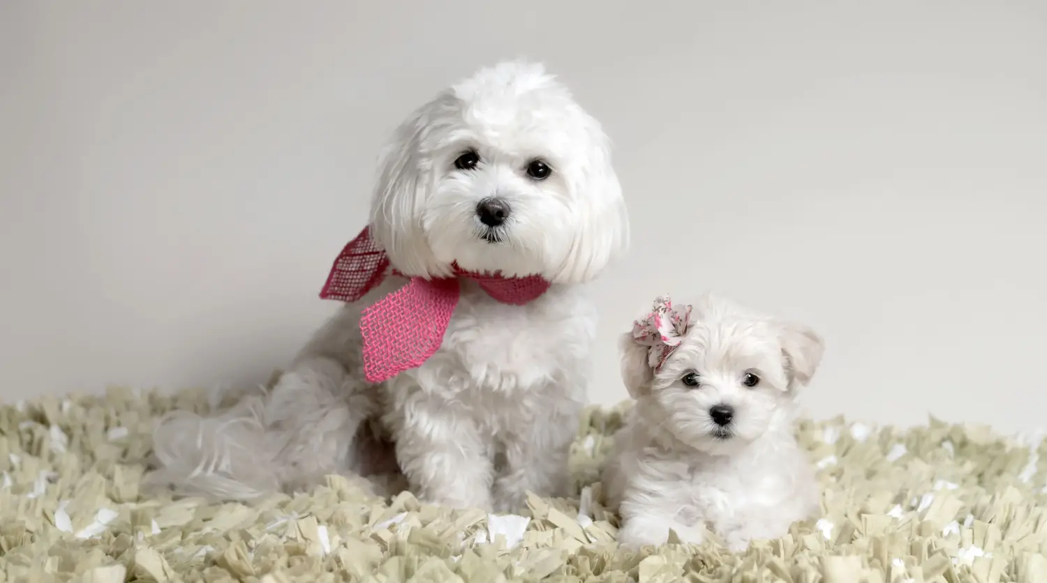 Comprar um cachorro Maltipoo significa assumir responsabilidades! Comprar cachorros Maltipoo.