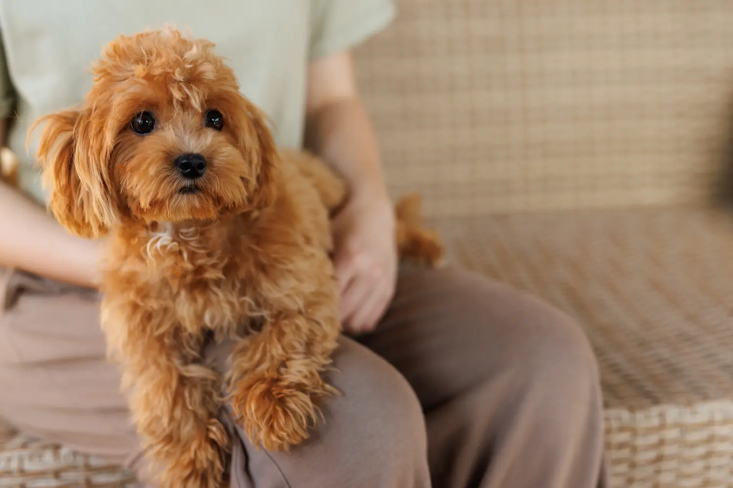Comprar um cachorro Maltipoo significa assumir responsabilidades! Comprar cachorros Maltipoo.