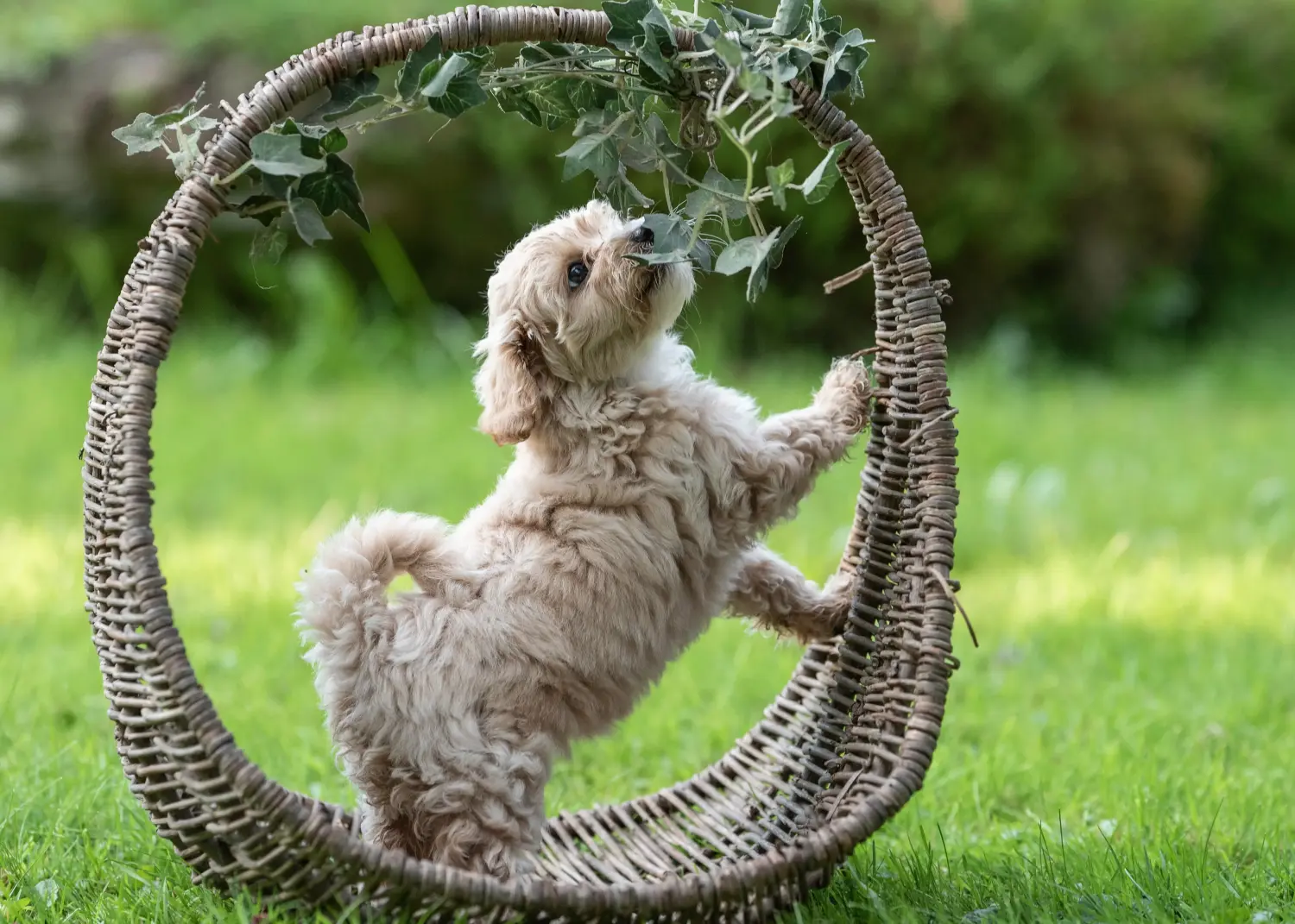 Comprar um cachorro Maltipoo significa assumir responsabilidades! Comprar cachorros Maltipoo.