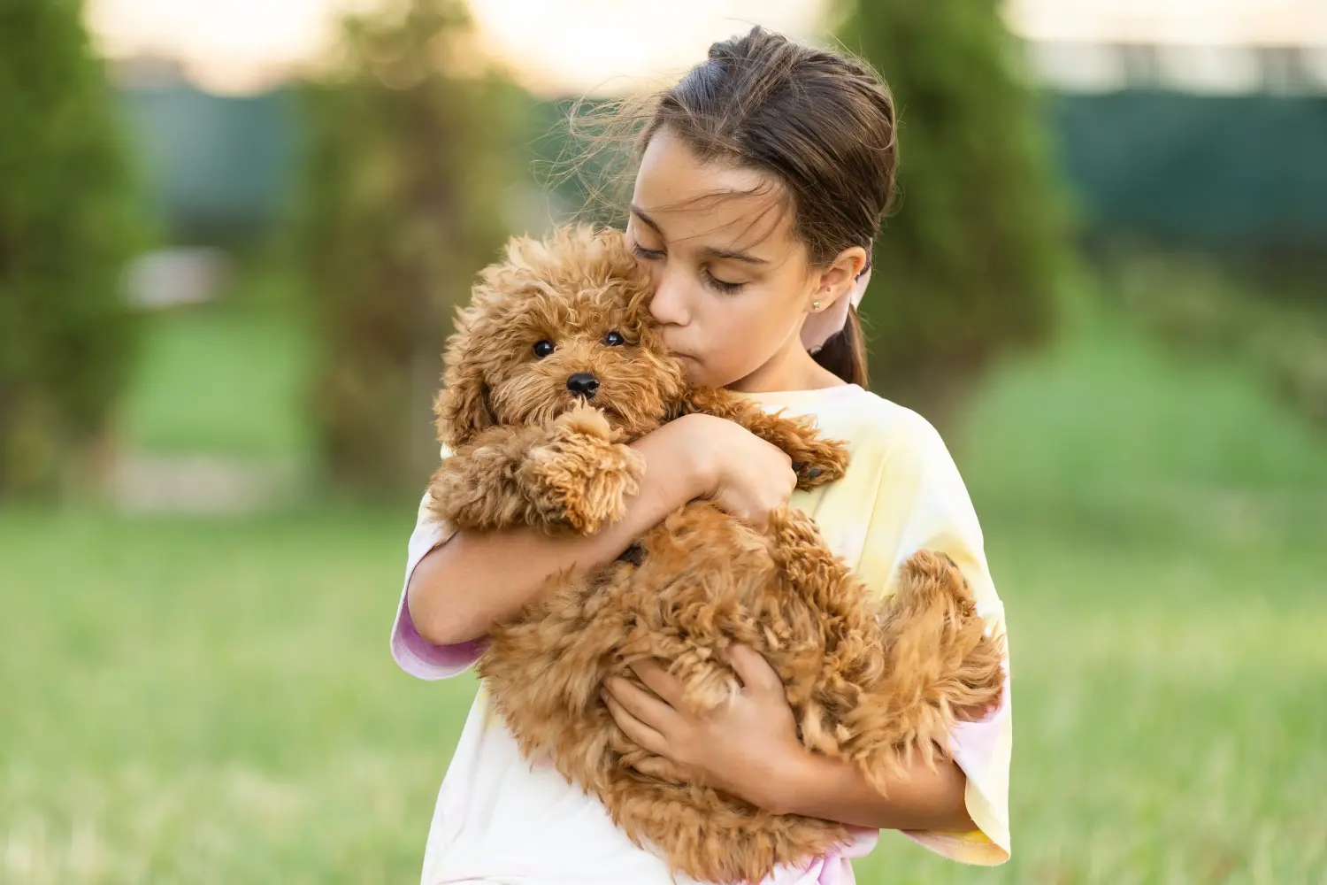 Comprar um cachorro Maltipoo significa assumir responsabilidades! Comprar cachorros Maltipoo.