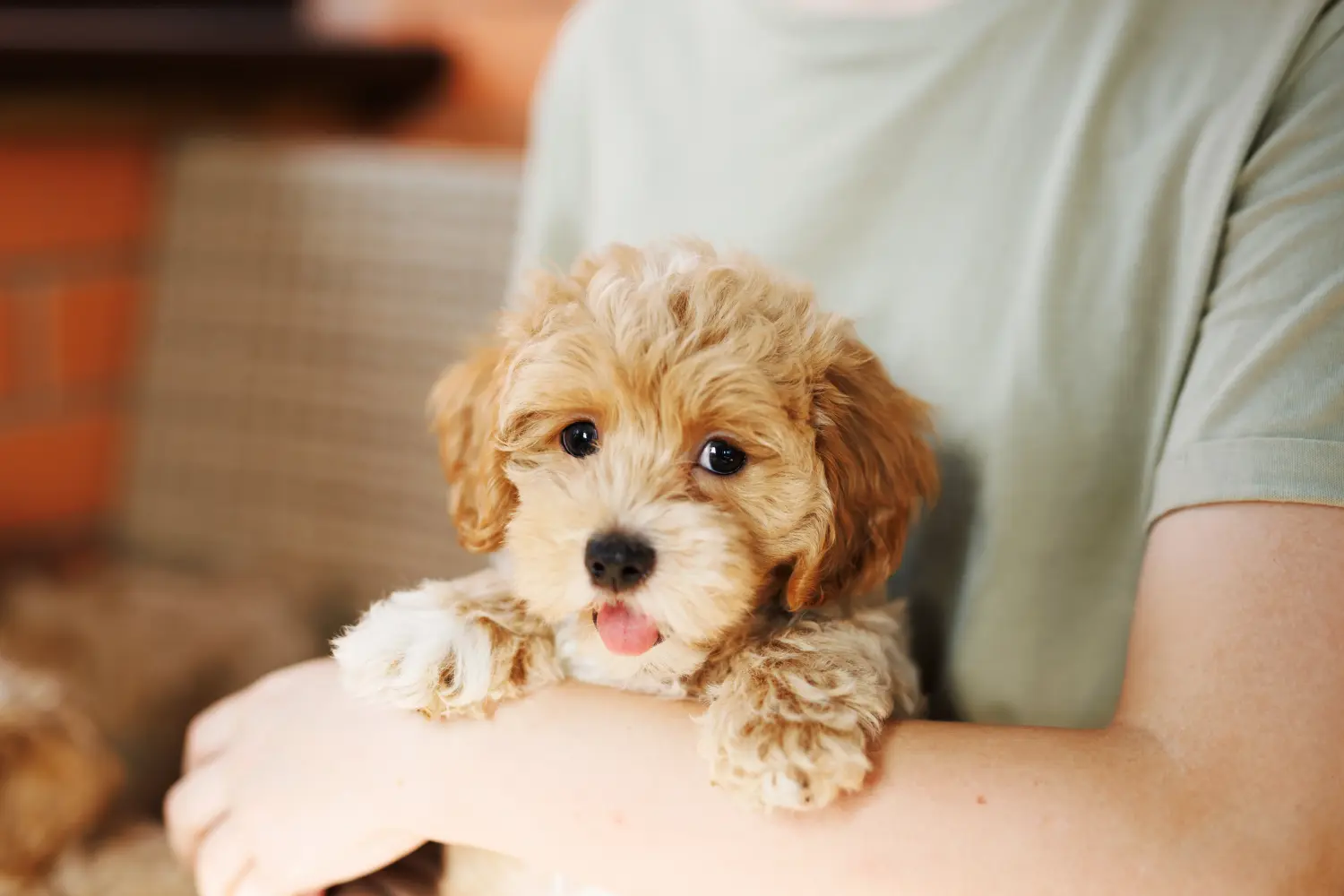 Comprar um cachorro Maltipoo significa assumir responsabilidades! Comprar cachorros Maltipoo.