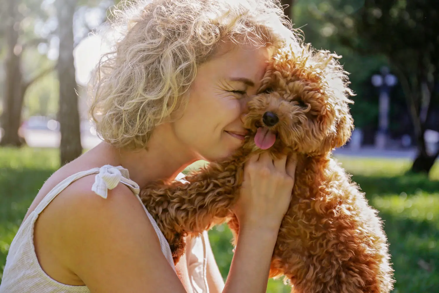 Comprar um cachorro Maltipoo significa assumir responsabilidades! Comprar cachorros Maltipoo.
