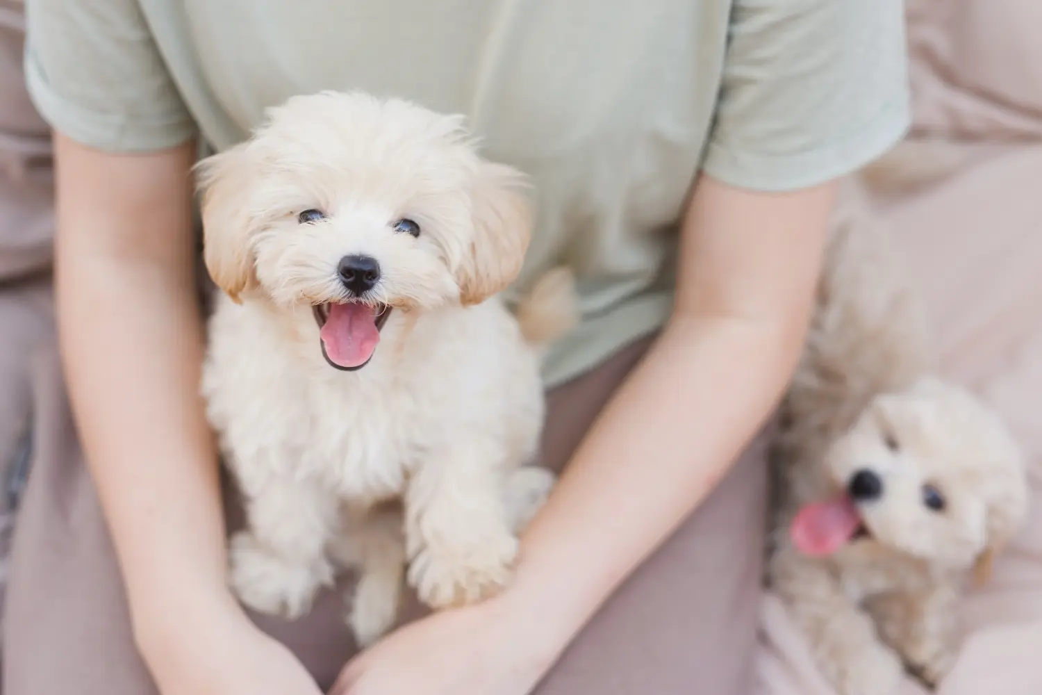 Comprar um cachorro Maltipoo significa assumir responsabilidades! Comprar cachorros Maltipoo.
