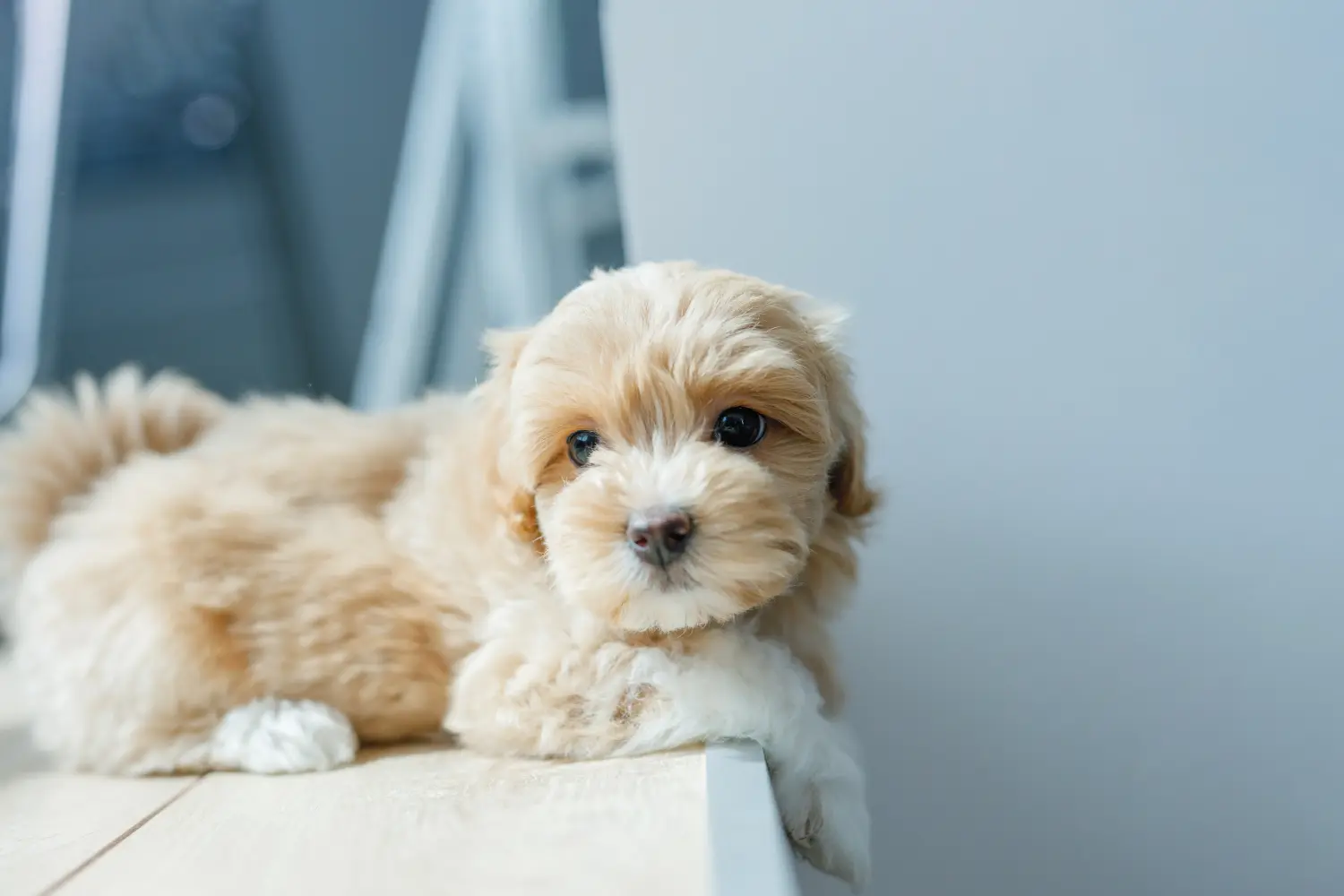 Comprar um cachorro Maltipoo significa assumir responsabilidades! Comprar cachorros Maltipoo.