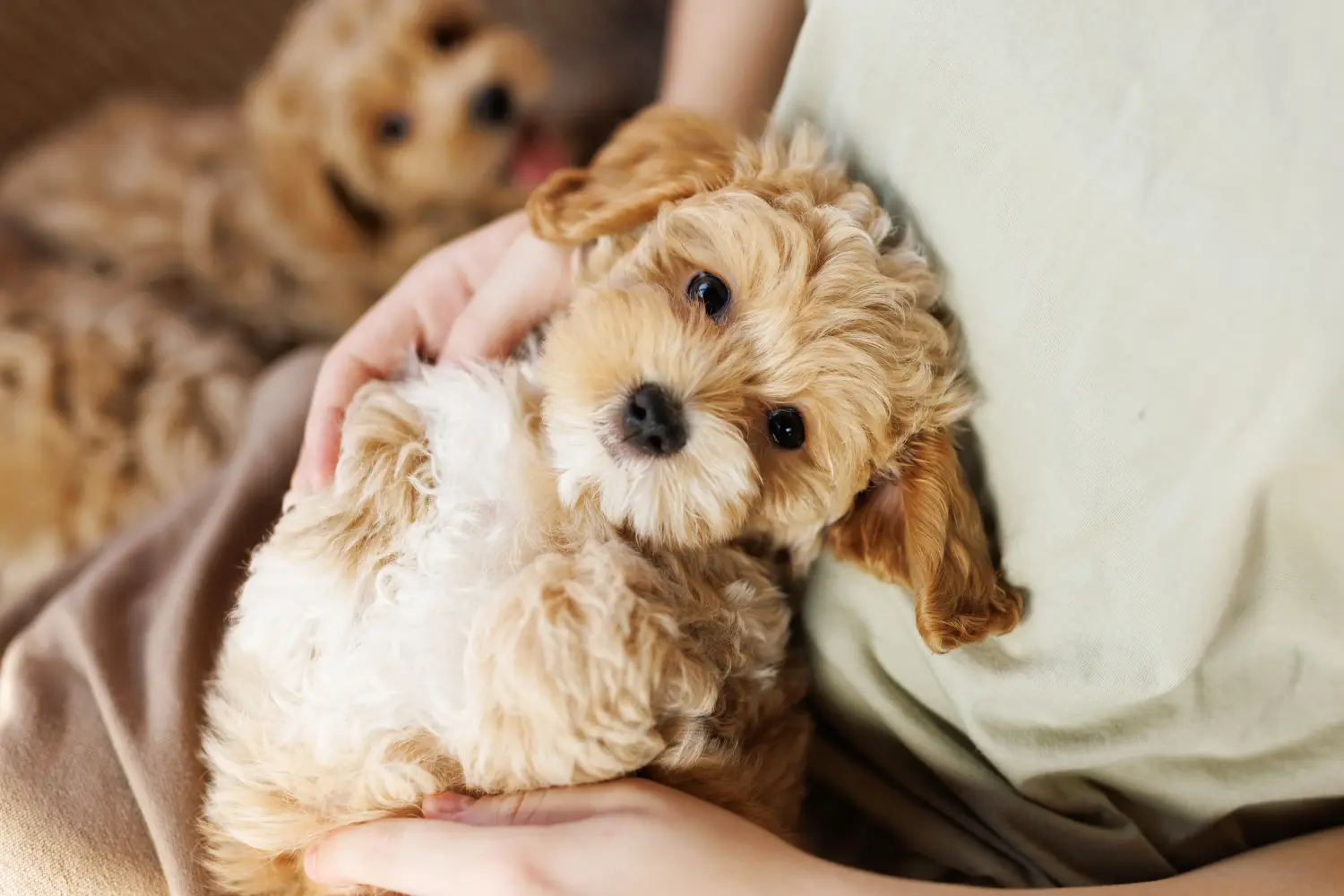 Comprar um cachorro Maltipoo significa assumir responsabilidades! Comprar cachorros Maltipoo.