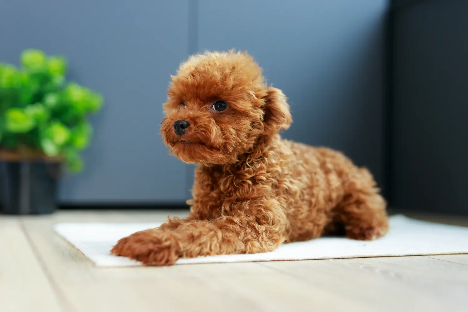 Comprar um cachorro Maltipoo significa assumir responsabilidades! Comprar cachorros Maltipoo.