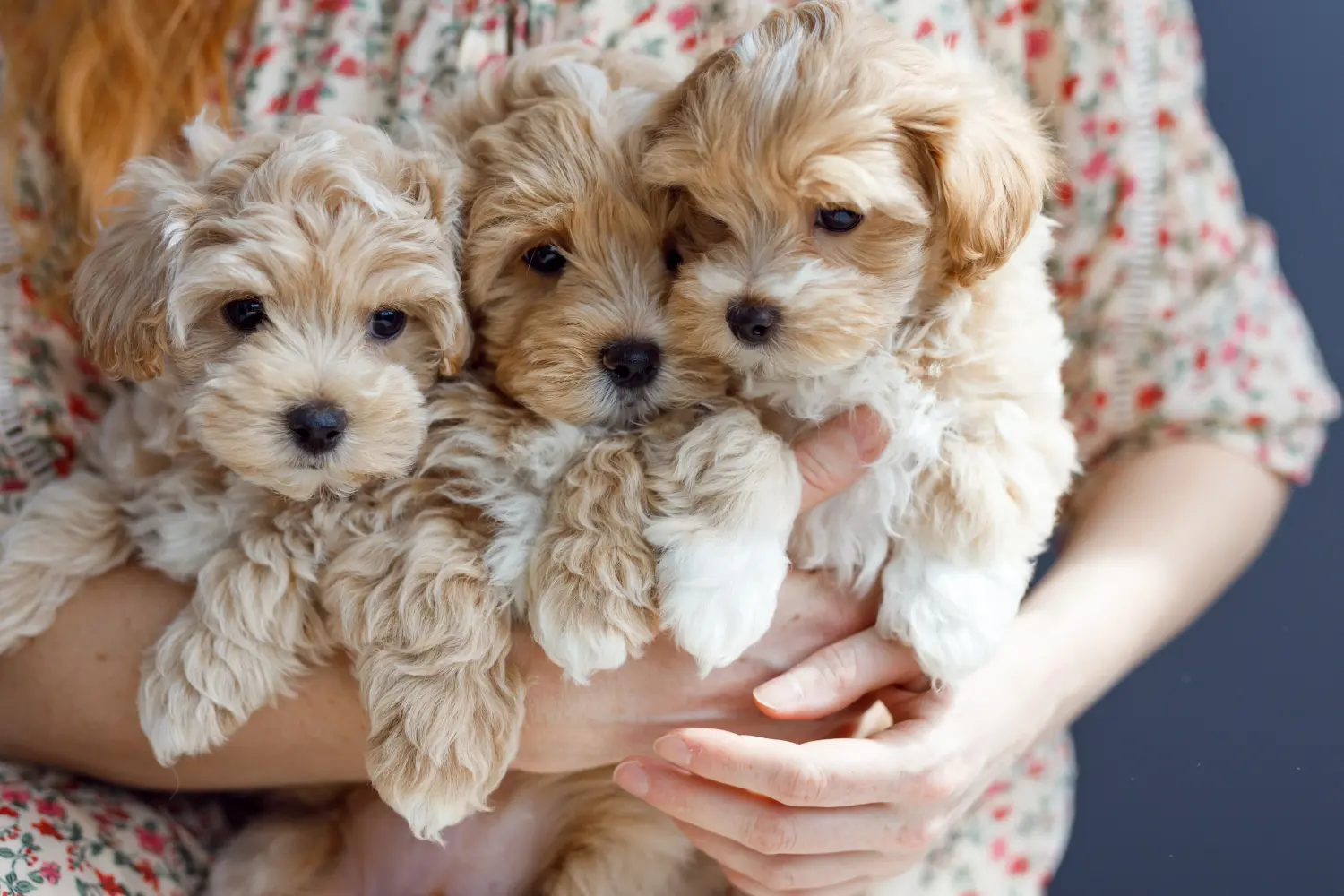 Comprar um cachorro Maltipoo significa assumir responsabilidades! Comprar cachorros Maltipoo.