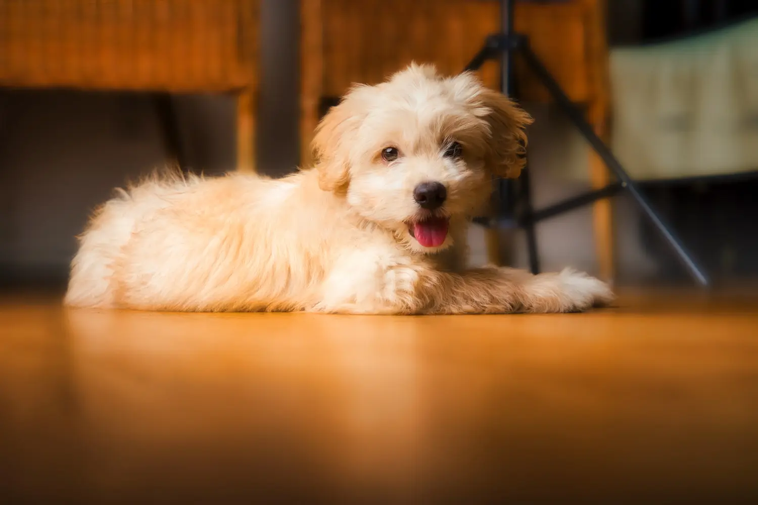 Comprar um cachorro Maltipoo significa assumir responsabilidades! Comprar cachorros Maltipoo.