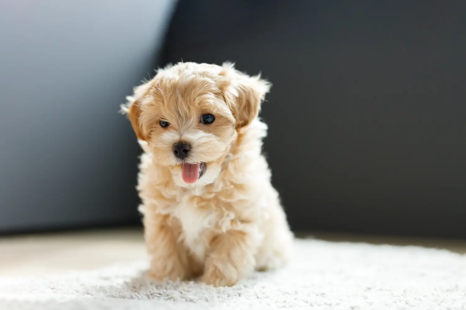 Comprar um cachorro Maltipoo significa assumir responsabilidades! Comprar cachorros Maltipoo.