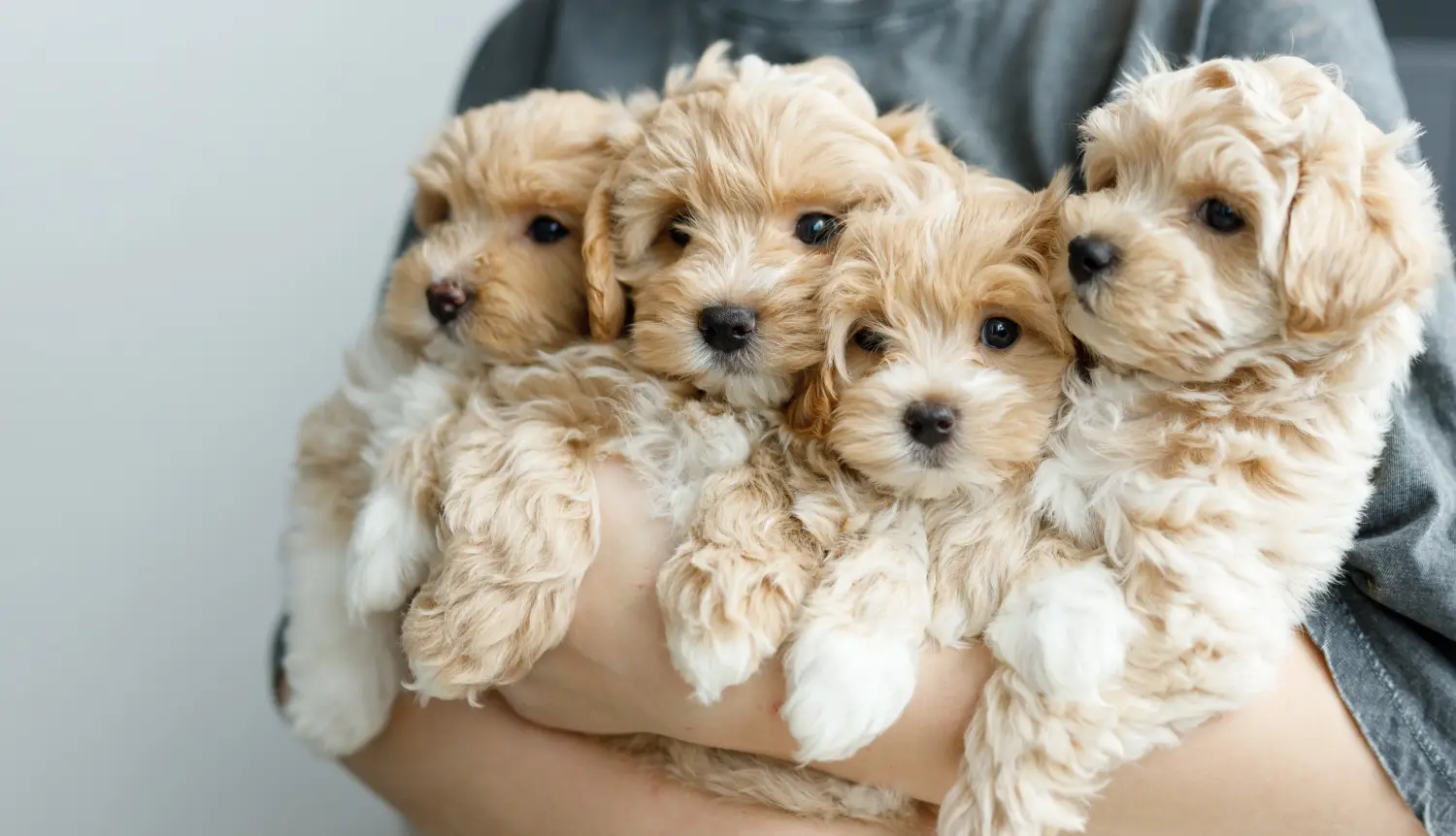 Comprar um cachorro Maltipoo significa assumir responsabilidades! Comprar cachorros Maltipoo.