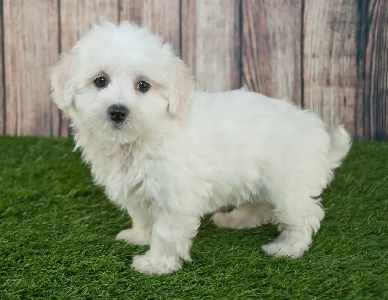 Comprar um cachorro Maltipoo significa assumir responsabilidades! Comprar cachorros Maltipoo.