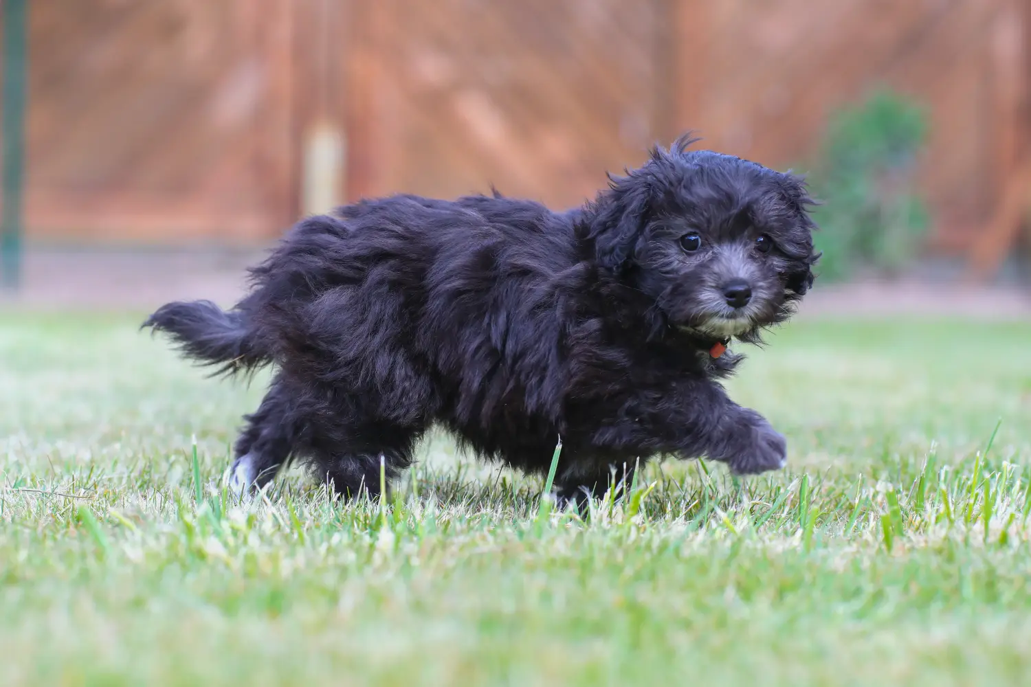 Comprar um cachorro Maltipoo significa assumir responsabilidades! Comprar cachorros Maltipoo.