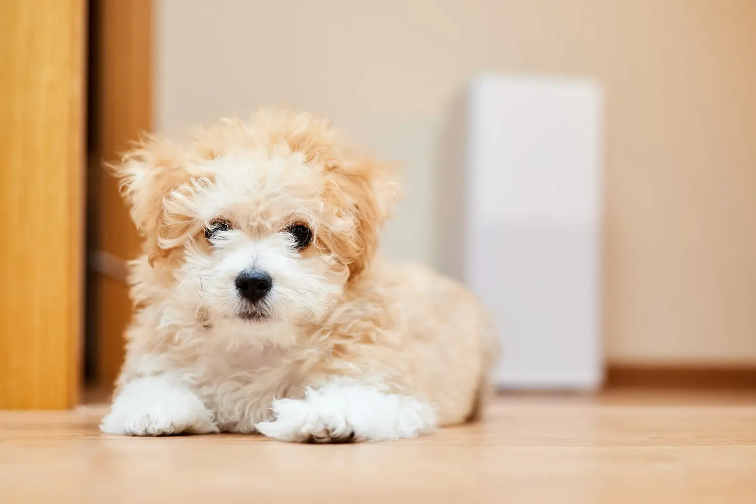 Comprar um cachorro Maltipoo significa assumir responsabilidades! Comprar cachorros Maltipoo.