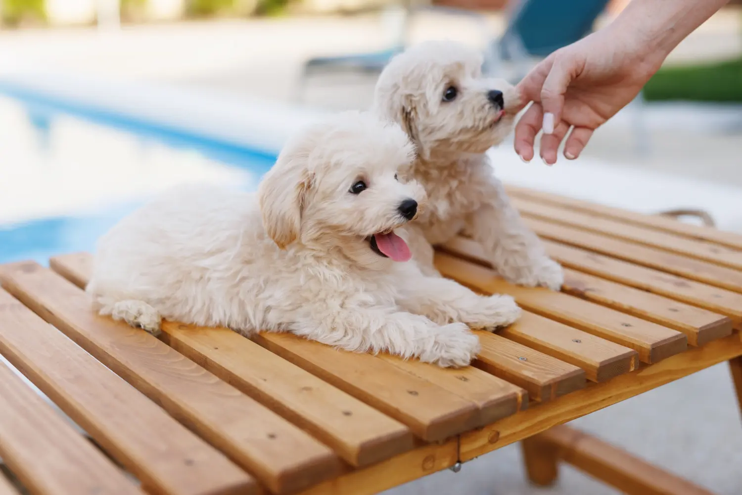 Comprar um cachorro Maltipoo significa assumir responsabilidades! Comprar cachorros Maltipoo.