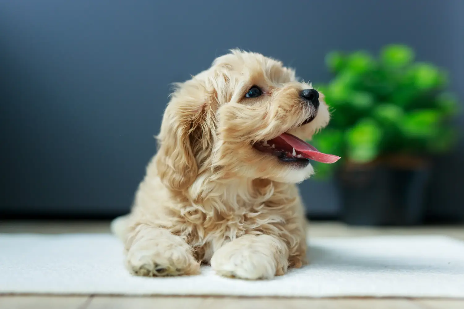 Comprar um cachorro Maltipoo significa assumir responsabilidades! Comprar cachorros Maltipoo.