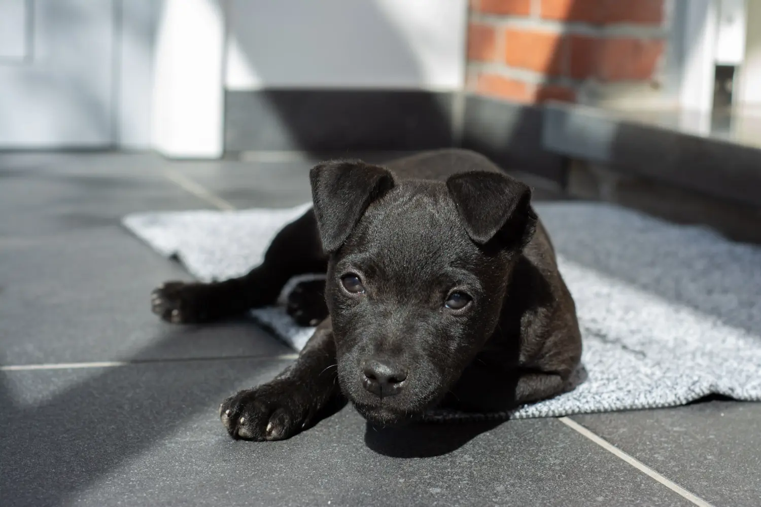 Comprar um cachorro Patterdale Terrier significa assumir responsabilidades! Comprar cachorros Patterdale Terrier.