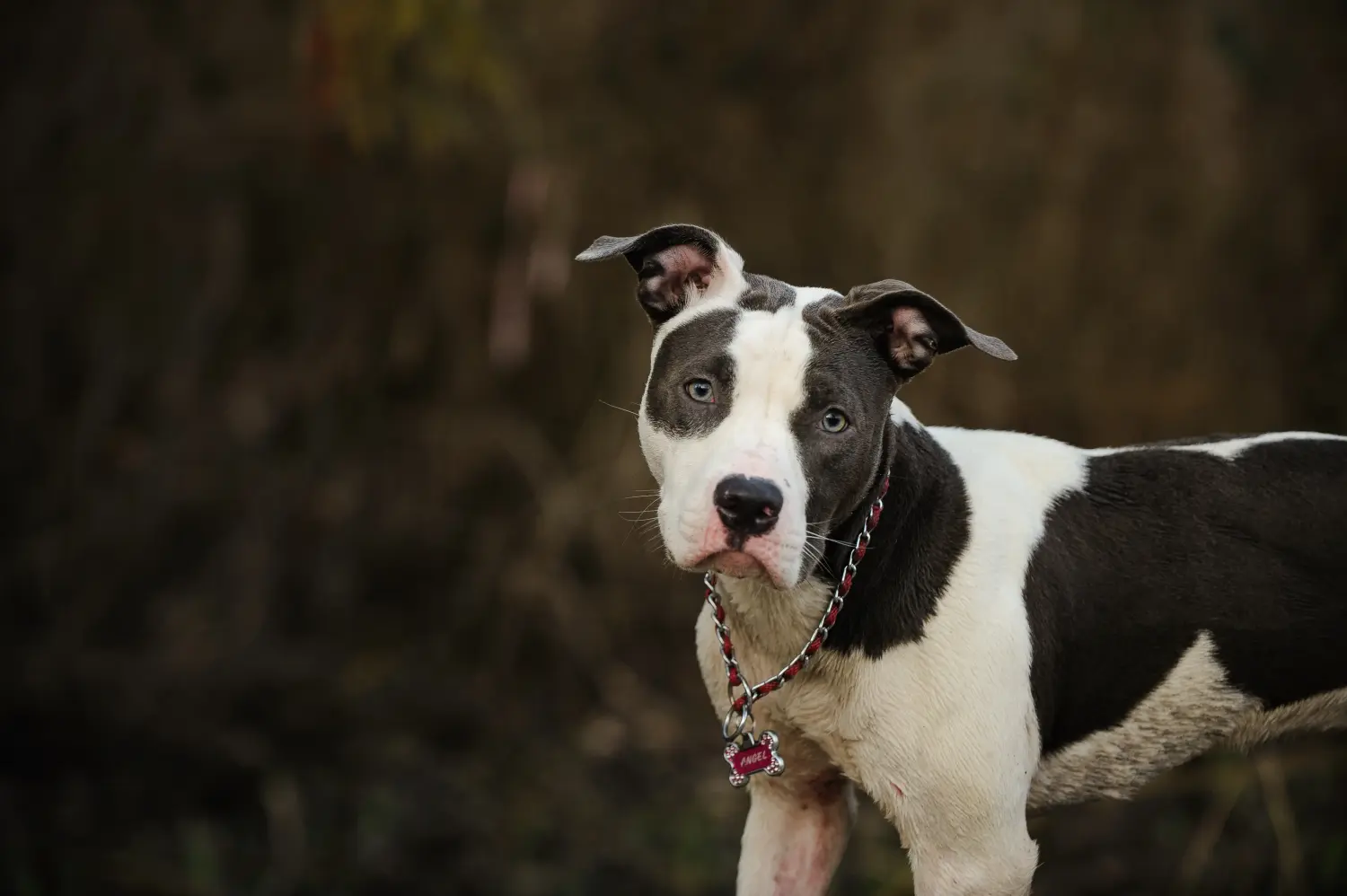 Comprar um cachorro American Pit Bull Terrier significa assumir a responsabilidade! Comprar cachorros American Pit Bull Terrier.