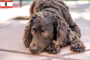 Read more about the article Criadores de American Water Spaniel e cachorros em Berlim