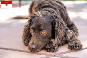 Read more about the article Criadores de American Water Spaniel e cachorros em Brandenburg