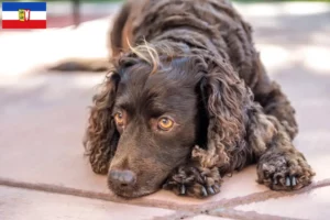 Read more about the article Criadores de American Water Spaniel e cachorros em Schleswig-Holstein