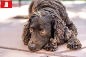 Read more about the article Criadores de American Water Spaniel e cachorros em Hamburgo
