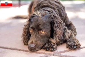 Read more about the article Criadores de American Water Spaniel e cachorros em Thuringia