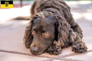 Read more about the article Criadores de American Water Spaniel e cachorros em Baden-Württemberg