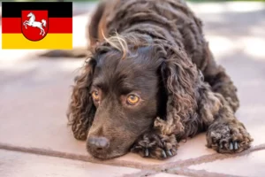 Read more about the article Criadores de American Water Spaniel e cachorros na Baixa Saxónia