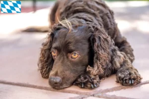 Read more about the article Criadores de American Water Spaniel e cachorros na Baviera