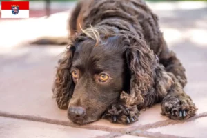 Read more about the article Criadores de American Water Spaniel e cachorros em Hessen